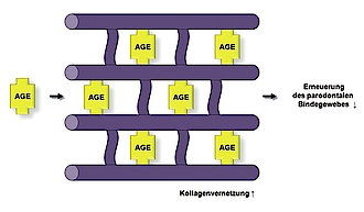 Abb. 5: Kollagenvernetzung durch AGE.